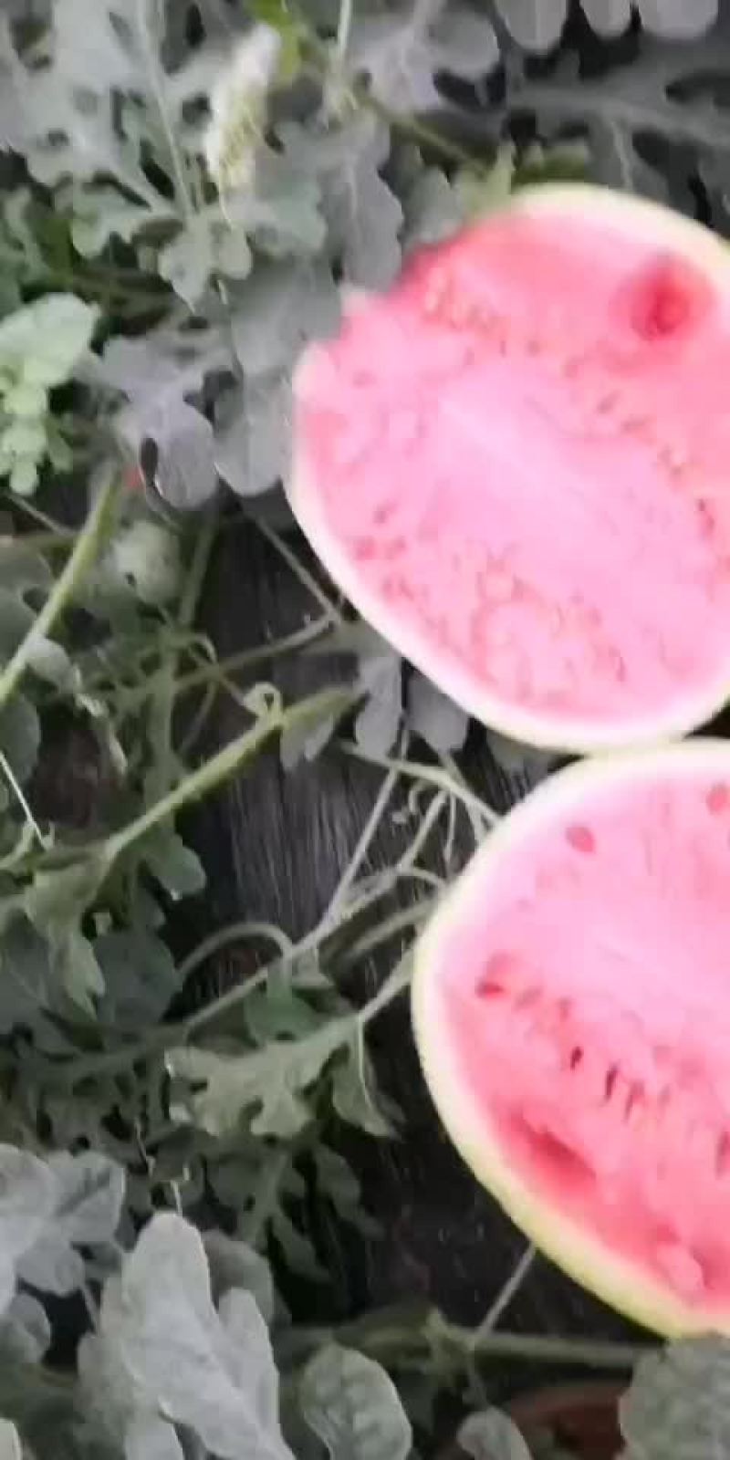 美都西瓜