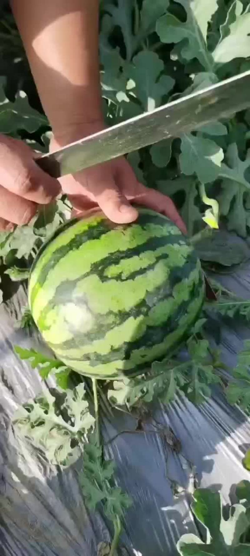 美都西瓜