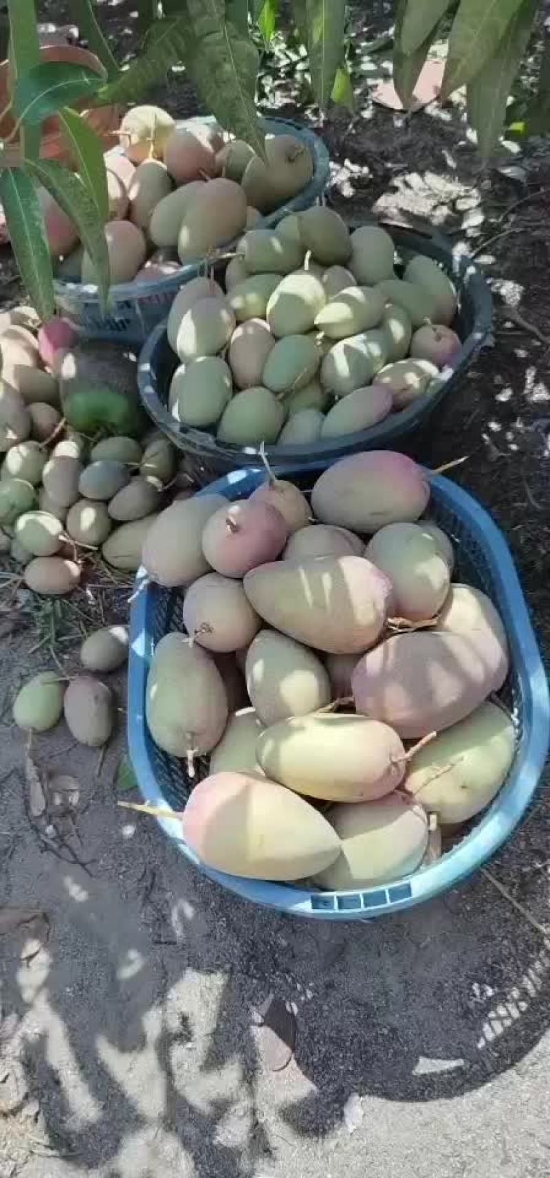 海南玉文芒好货继续上报