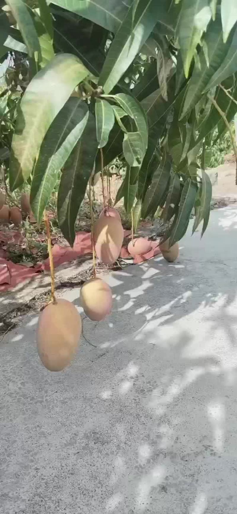 海南玉文芒好货继续上报