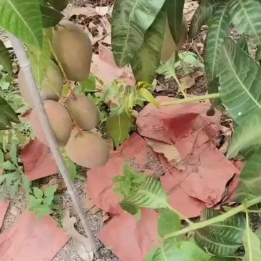 海南玉文芒好货继续上报