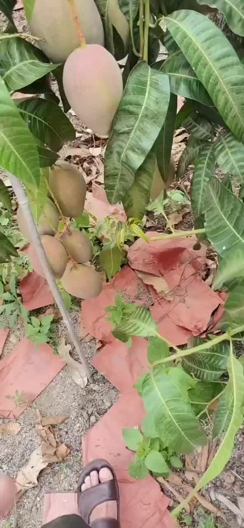 海南玉文芒好货继续上报