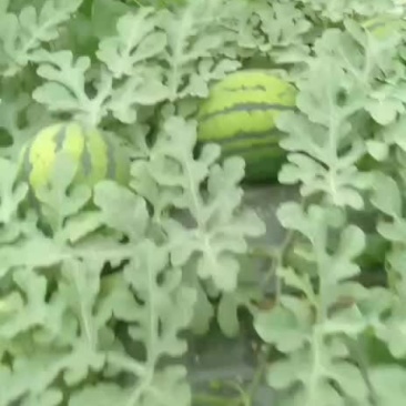 甜王西瓜