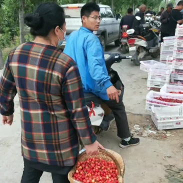 大樱桃收货中