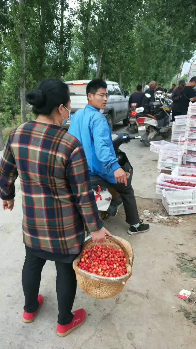 大樱桃收货中