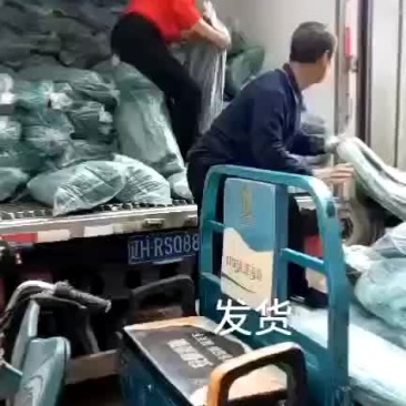 粽子叶，芦苇叶