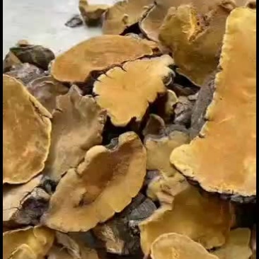 桑黄