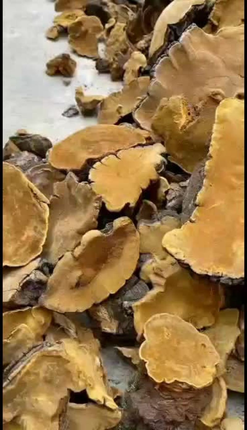 桑黄