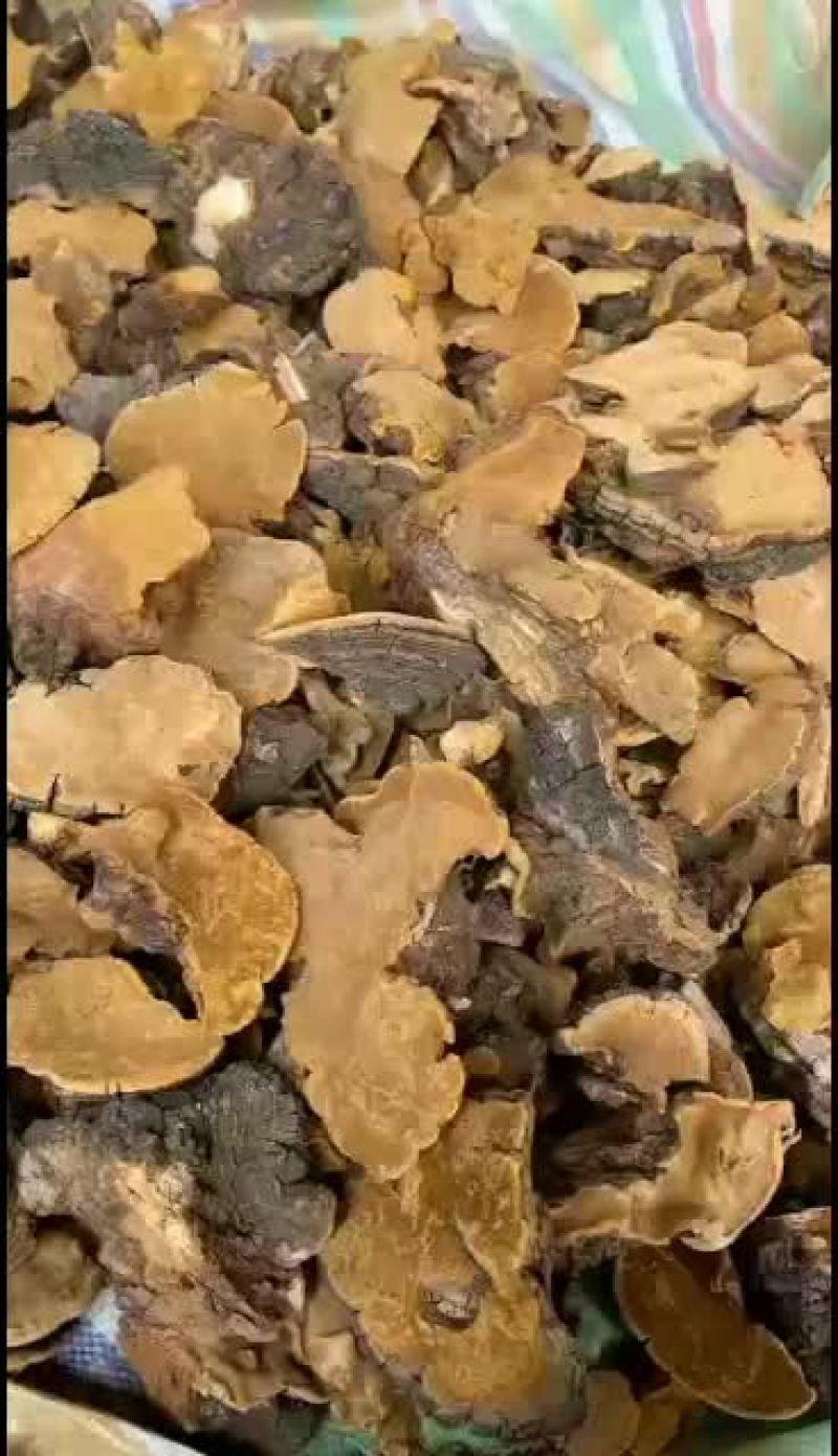 桑黄