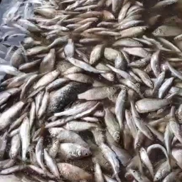 饲料鱼