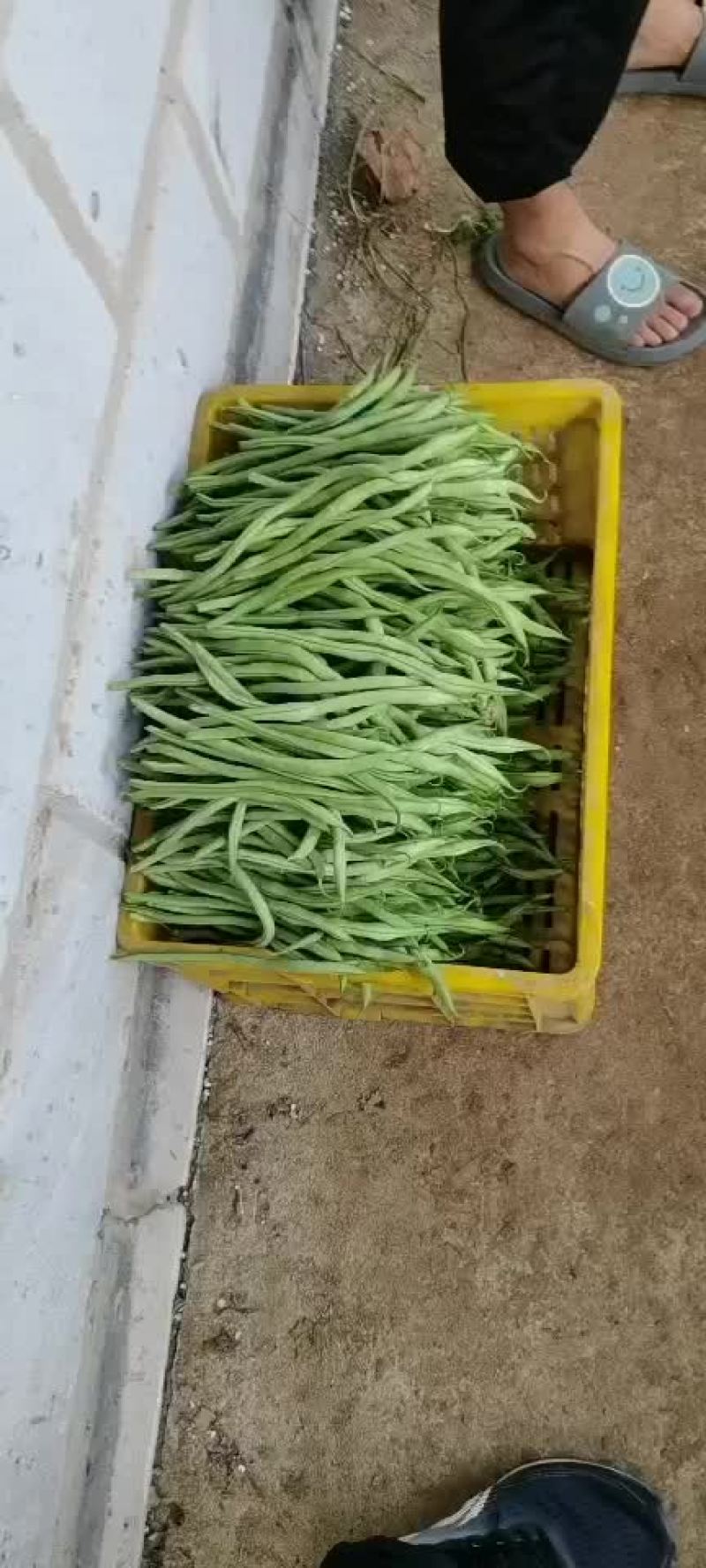 豆王