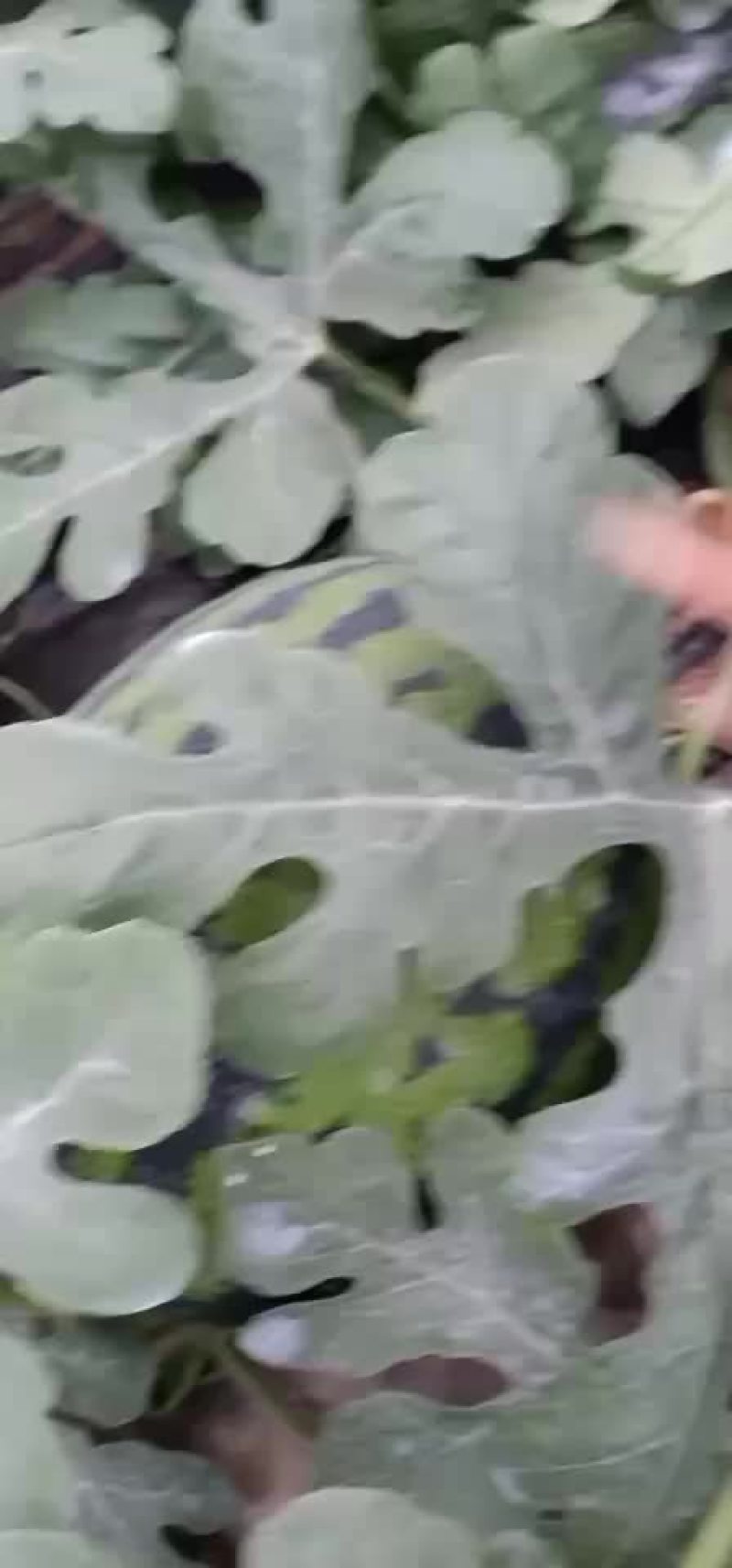 无籽甜王，84