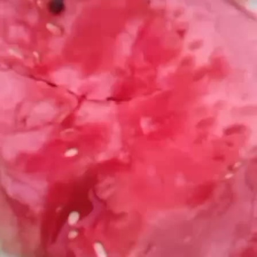 无籽甜王，84
