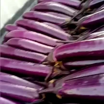 茄子