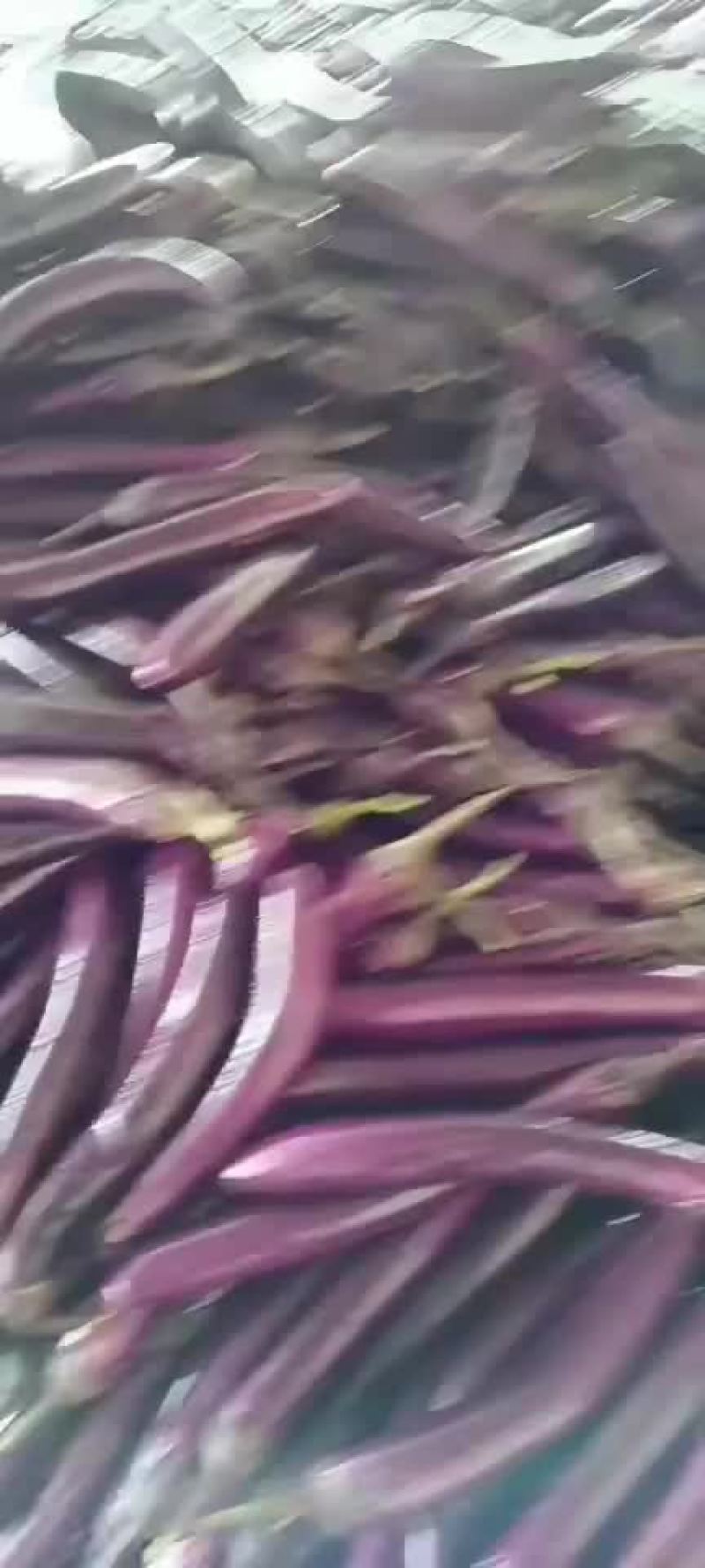 茄子