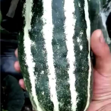 甜瓜
