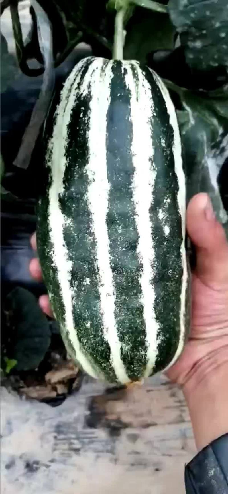 甜瓜