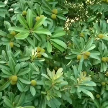 杨梅快成熟了