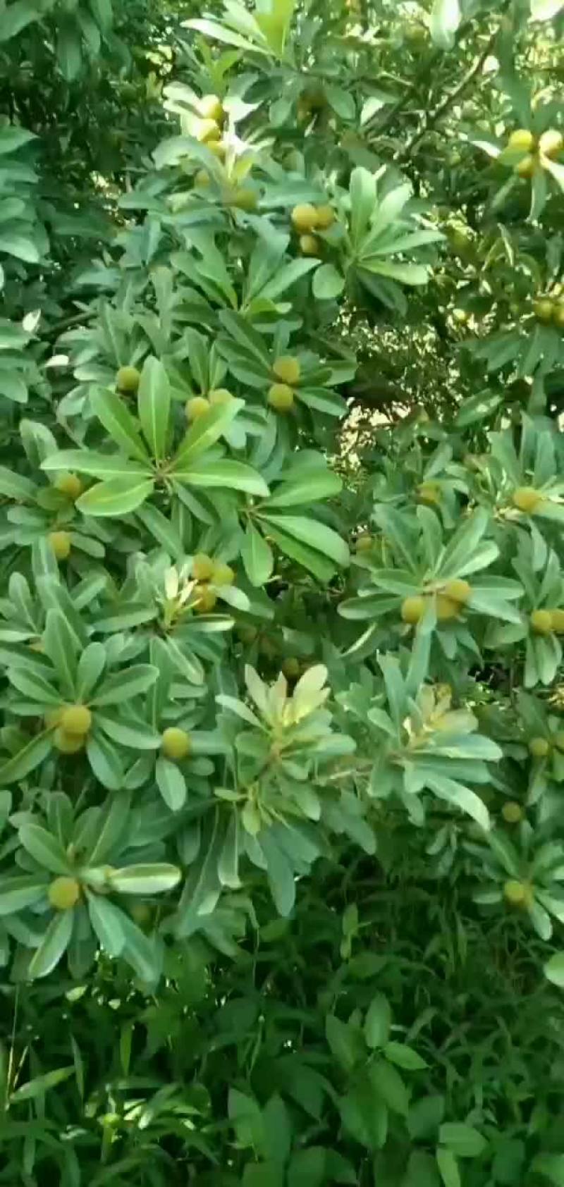 杨梅快成熟了