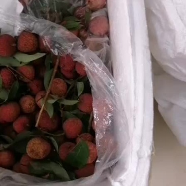正宗高州荔枝白糖罂荔枝精选果