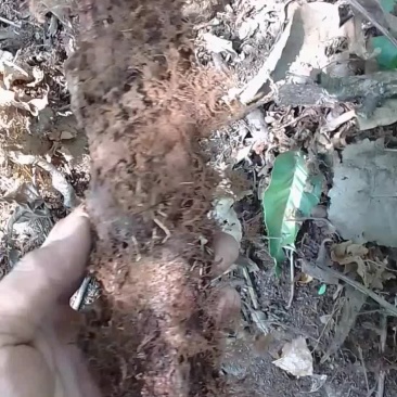 骨碎补