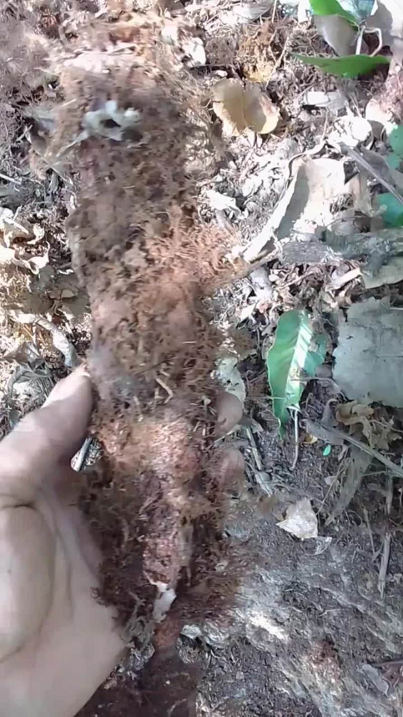 骨碎补