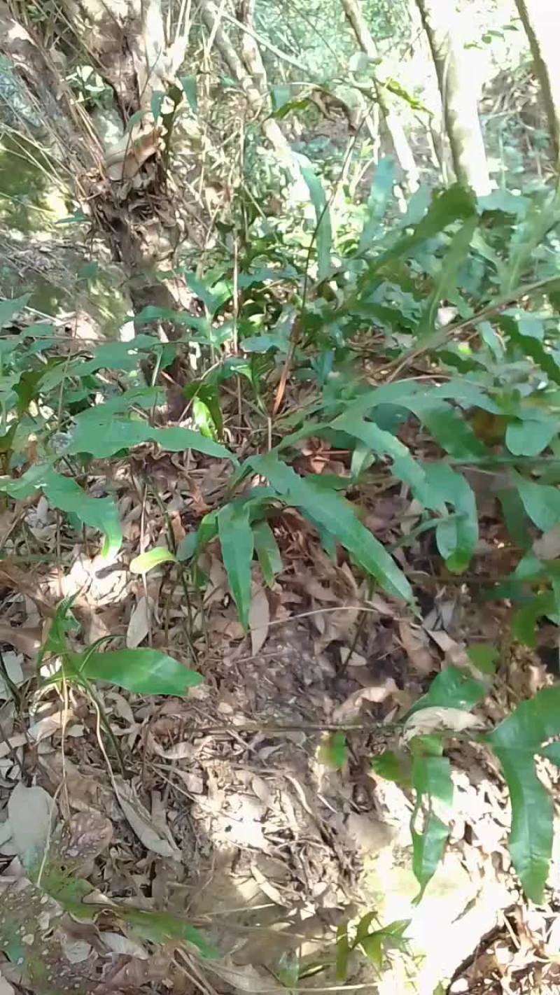 骨碎补