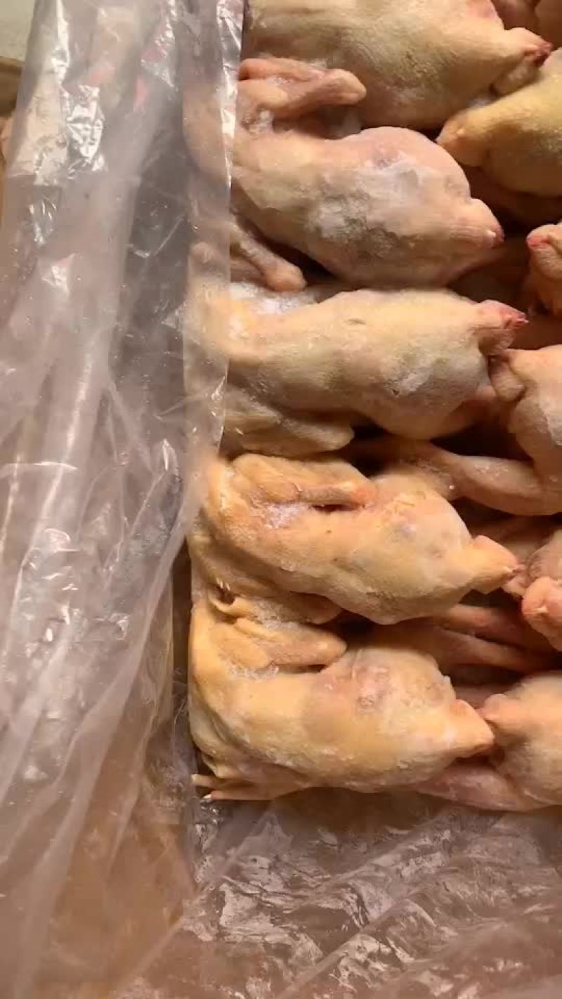 三黄鸡冷冻产品厂家直销