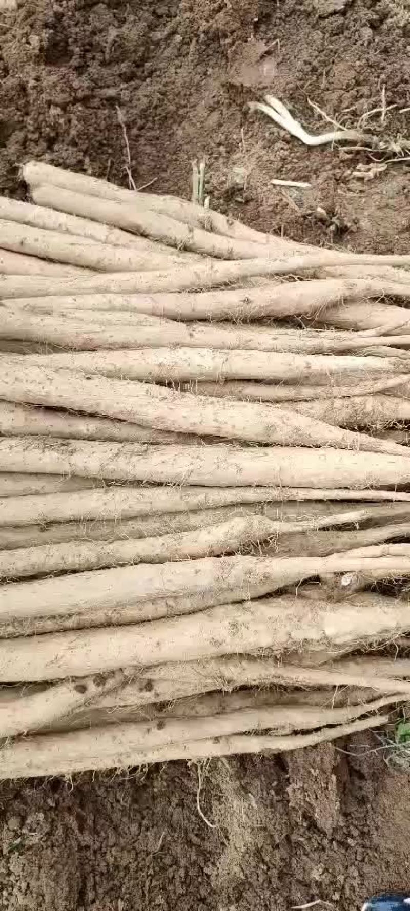 现挖的鲜货山药