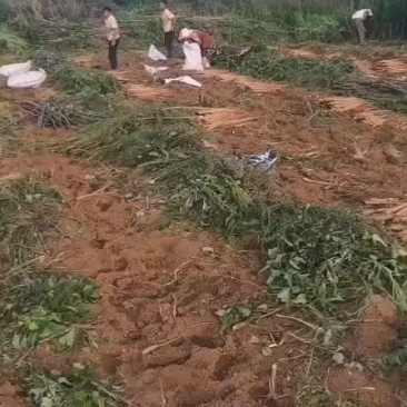 现挖的鲜货山药