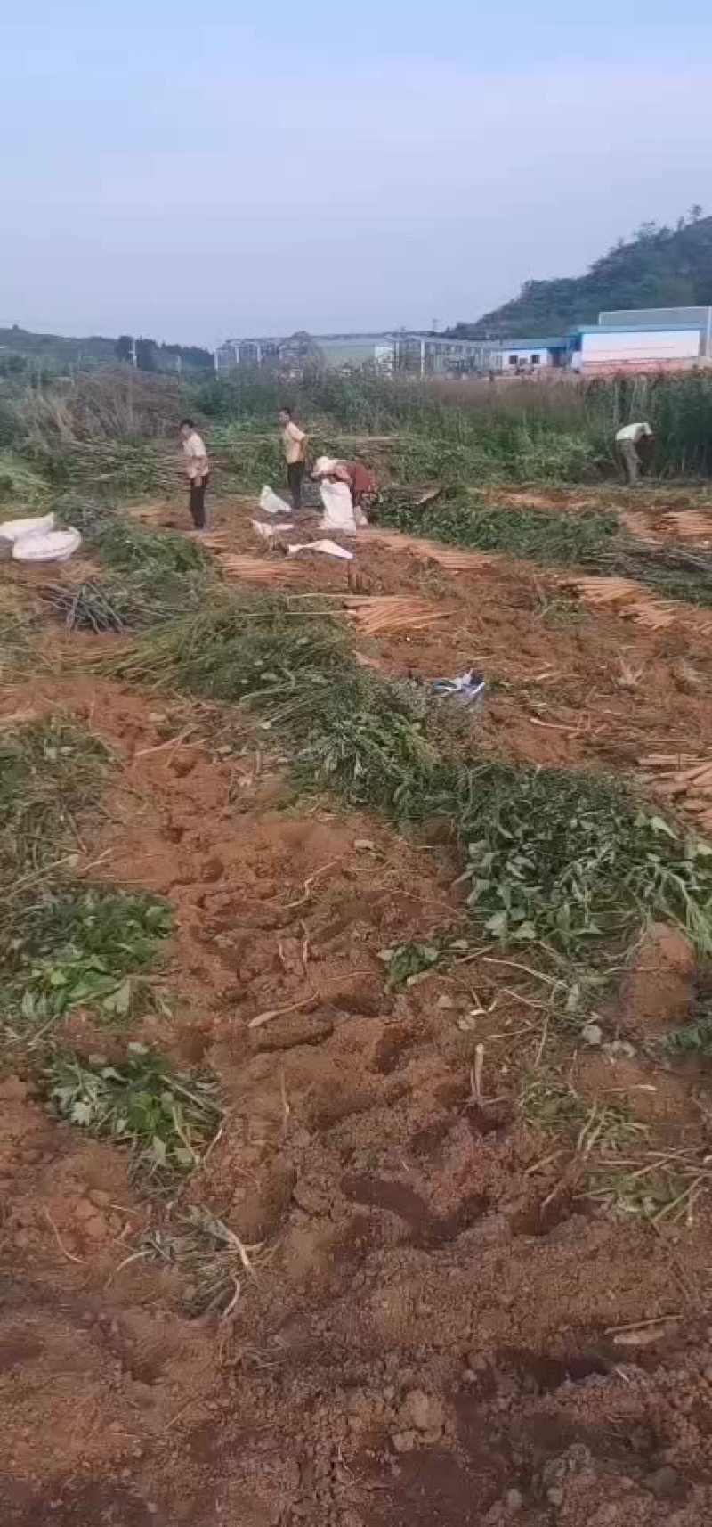 现挖的鲜货山药