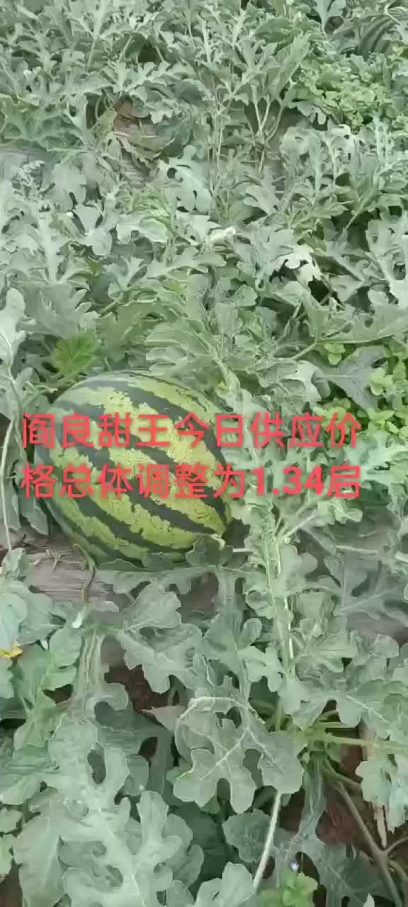 陕西阎良甜王今日供应1.23，大量批发供应，1.5万斤以
