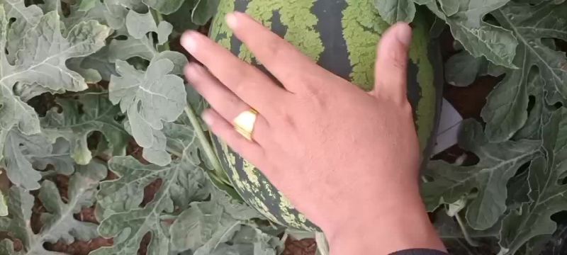 陕西阎良甜王今日供应1.23，大量批发供应，1.5万斤以