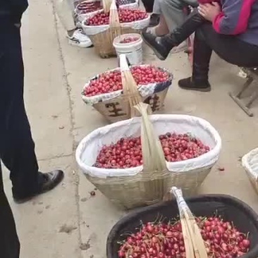 山地樱桃