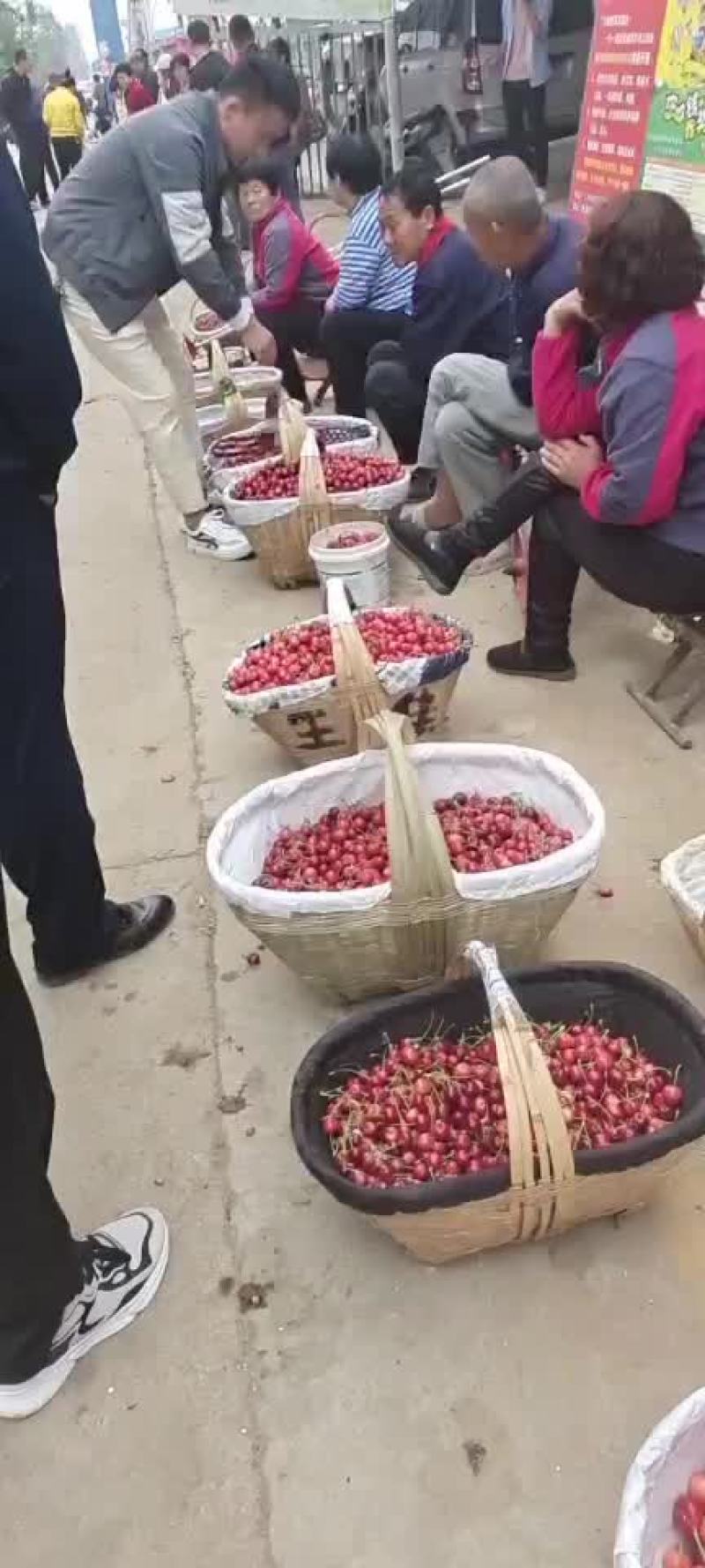 山地樱桃