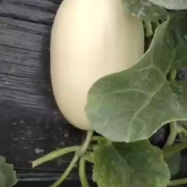 东方蜜