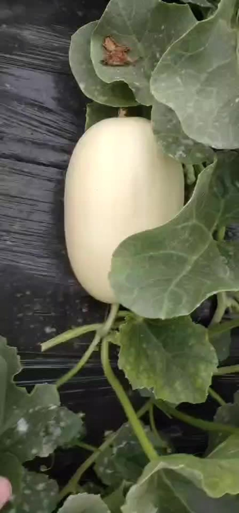 东方蜜