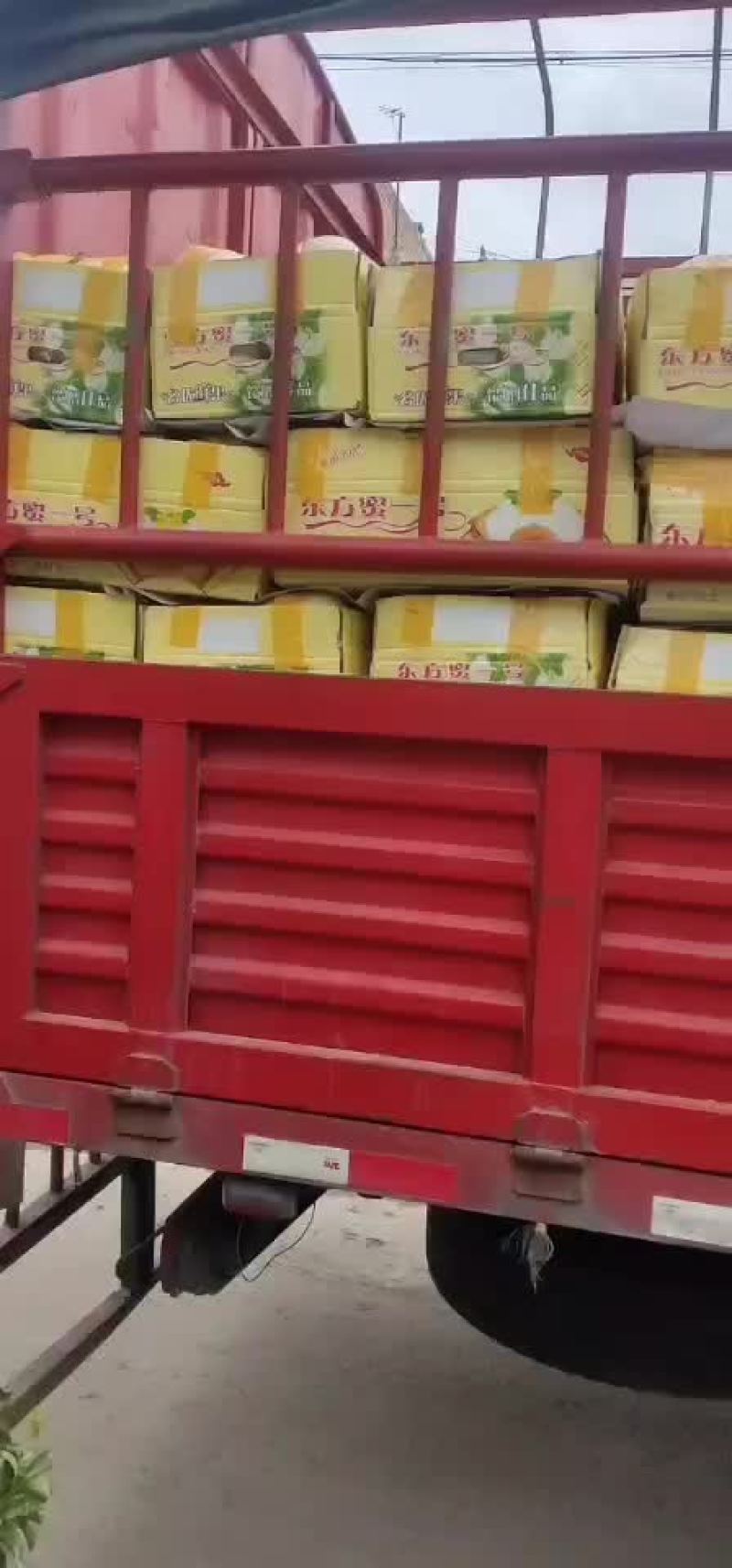 东方蜜
