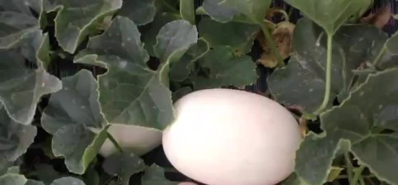 东方蜜