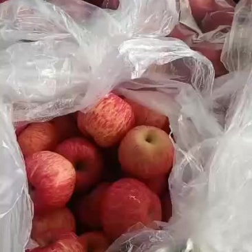 洛川苹果