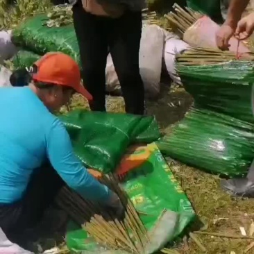 广西桂林资源县绿色食品水竹笋