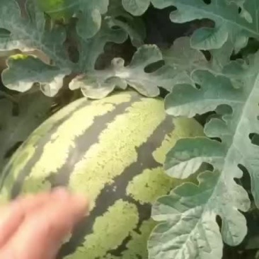 宁夏石头瓜