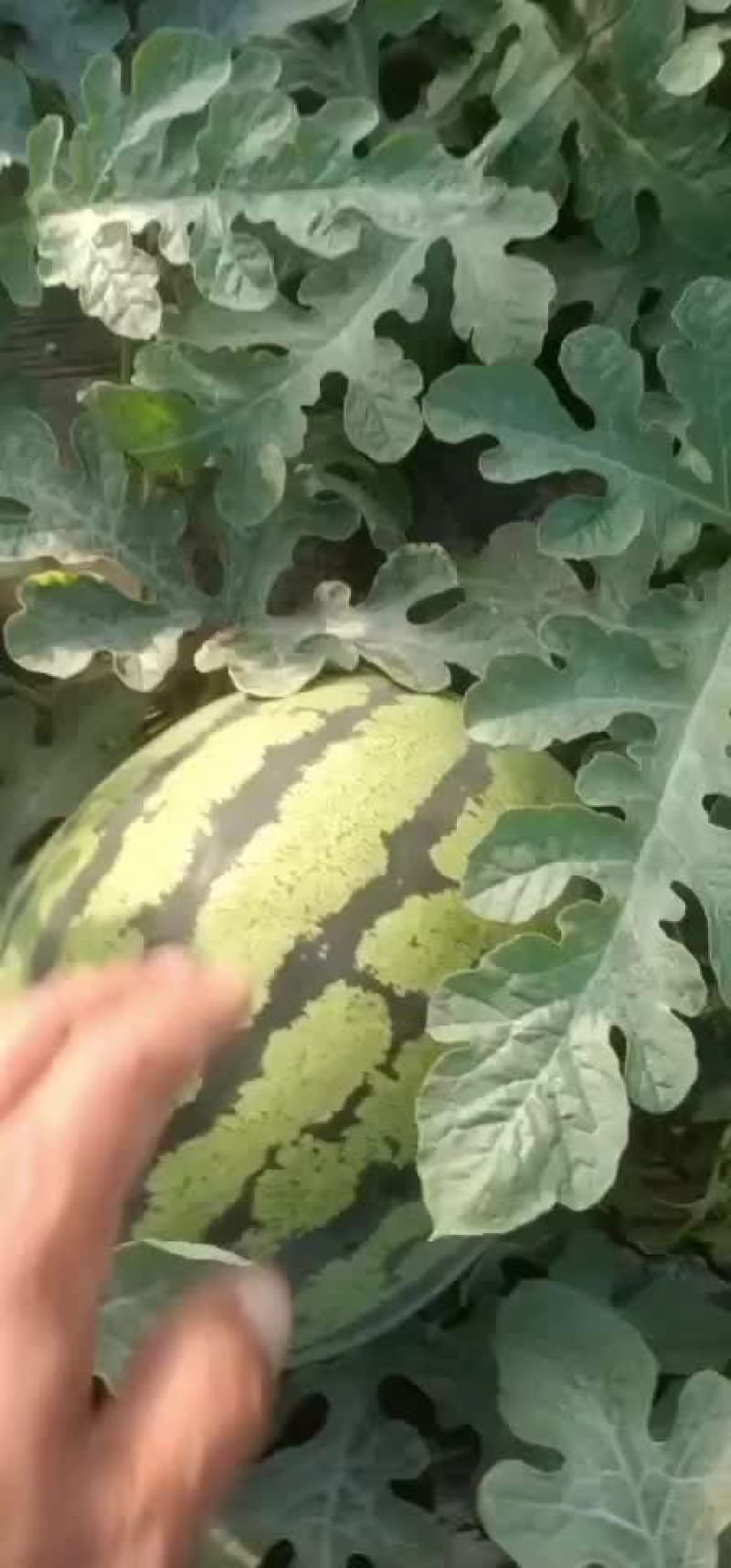 宁夏石头瓜