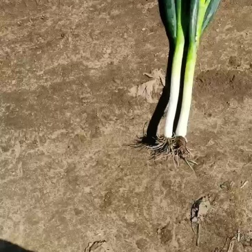 小拱棚葱