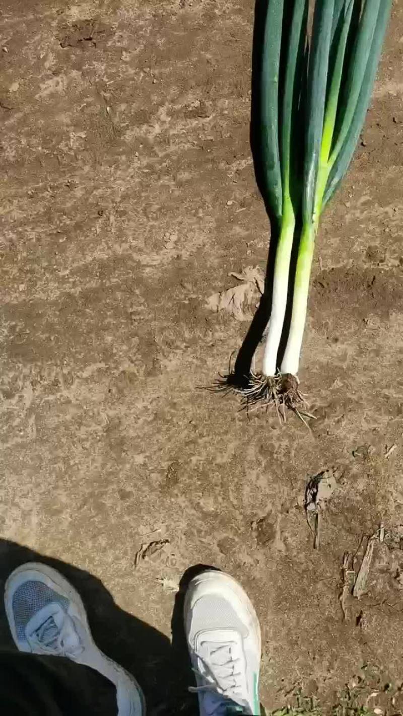 小拱棚葱