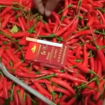 小米辣