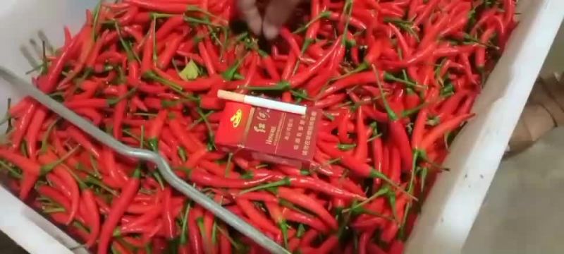 小米辣
