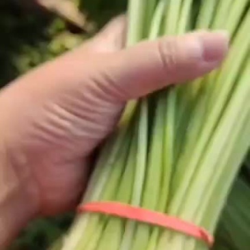 山芹