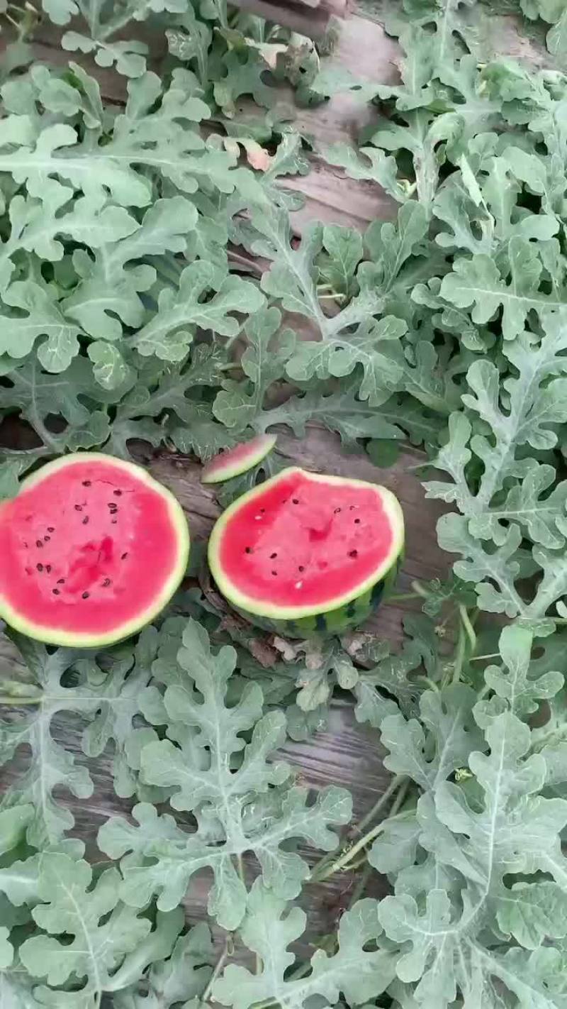 山东甜王西瓜