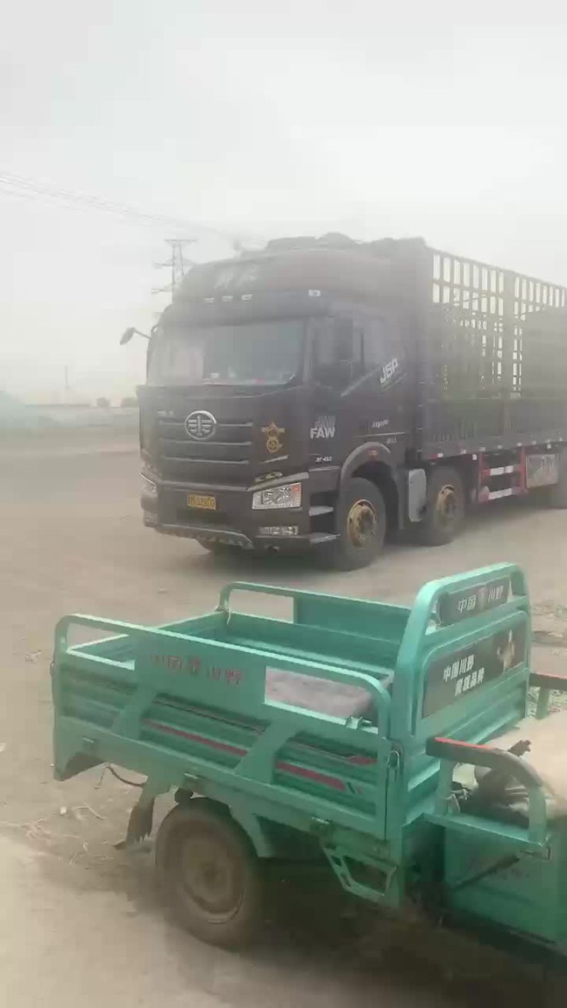 山东甜王西瓜